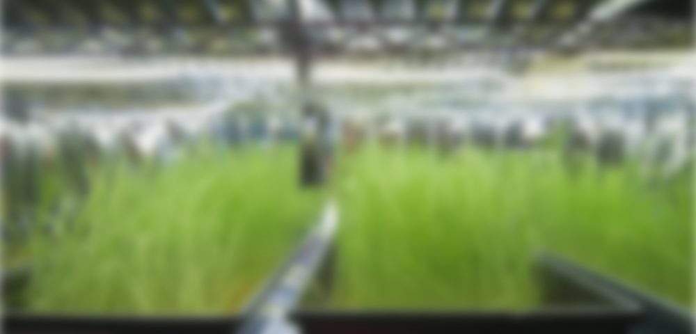 This doctor is also a farmer – from hobby to success